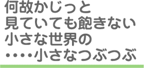 なぜかじっと見ていて飽きない小さな世界の小さなつぶつぶ